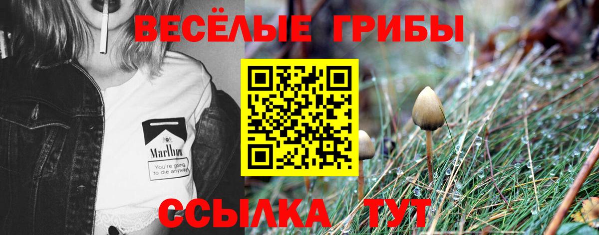 Псилоцибиновые грибы прущие грибы Владивосток